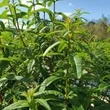 Kép 4/5 - Tofillo bio-organikus krétai citrom verbéna tea 12g