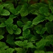 Kép 2/5 - Tofillo natural krétai wellness teakeverék 22g