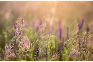 Természetes védelem az allergiaszezonban