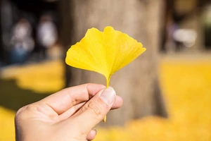 Az agyserkentő ginkgo biloba - mit tud még?