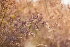 Réti növényekkel az egészségünkért