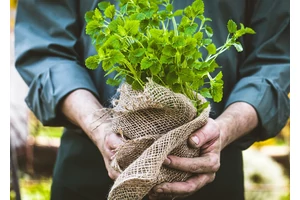 Gyógynövények a vérnyomás szabályozásáért